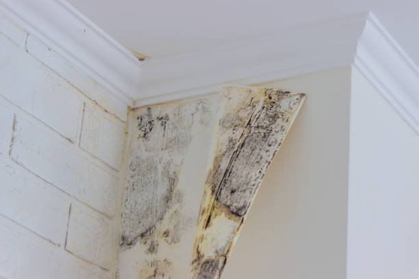 Why You Should Choose Our Mold Remediation Services in West Milton, PA